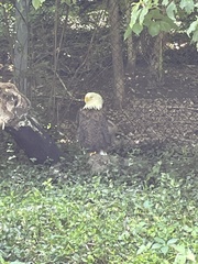 Haliaeetus leucocephalus leucocephalus