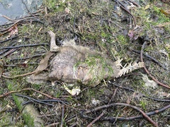 Canis lupus crassodon