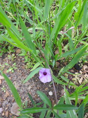Ipomoea heptaphylla