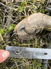 Canis lupus crassodon