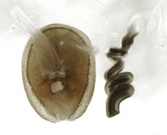 Phacophallus parumpunctatus