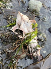 Canis lupus crassodon