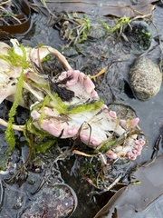 Canis lupus crassodon