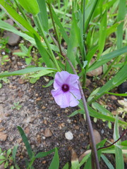 Ipomoea heptaphylla