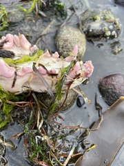 Canis lupus crassodon