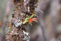 Fernandezia sanguinea