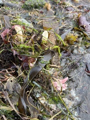 Canis lupus crassodon