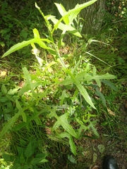 Lactuca hirsuta