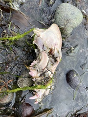 Canis lupus crassodon