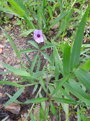 Ipomoea heptaphylla