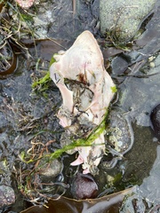 Canis lupus crassodon