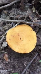 Lactarius volemus image