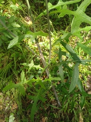 Lactuca hirsuta