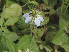 Closterotomus cinctipes