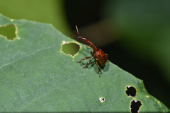 Paratrachelophorus nodicornis
