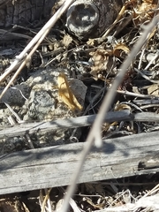 Calliptamus plebeius