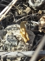 Calliptamus plebeius