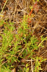 Myoporum parvifolium
