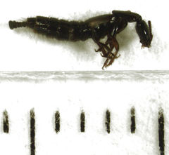 Phacophallus parumpunctatus