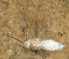 Cuneopalpus cyanops