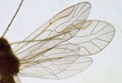 Cuneopalpus cyanops