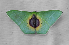 Nemoria astraea