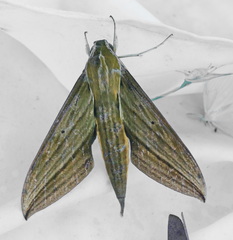 Xylophanes letiranti