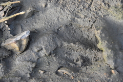 Odocoileus virginianus peruvianus