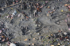 Odocoileus virginianus peruvianus