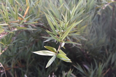 Chusquea tessellata