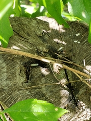 Crematogaster pilosa