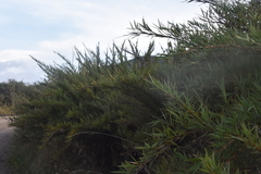 Chusquea tessellata