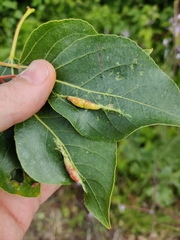 Pemphigus populivenae