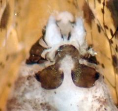 Loensia conspersa