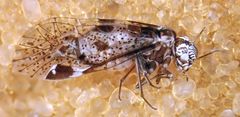 Loensia conspersa