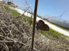 Brephidium exilis yucateca