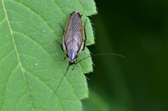 Ectobius sylvestris