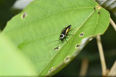 Hemithyrsocera vittata