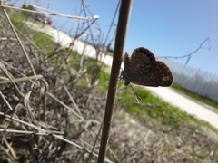 Brephidium exilis yucateca