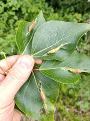 Pemphigus populivenae