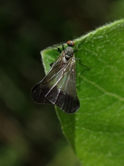 Rhamphomyia marginata