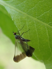 Rhamphomyia marginata