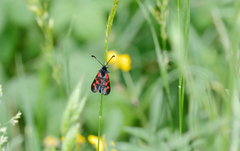 Zygaena oxytropis
