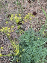 Lomatium laevigatum