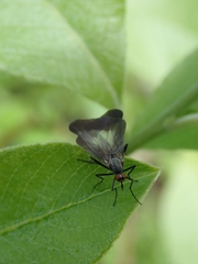 Rhamphomyia marginata