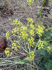 Lomatium laevigatum