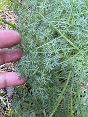 Lomatium laevigatum