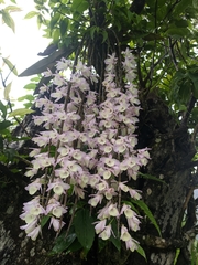 Dendrobium aphyllum