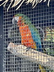 Ara ararauna × macao