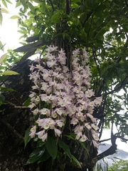 Dendrobium aphyllum